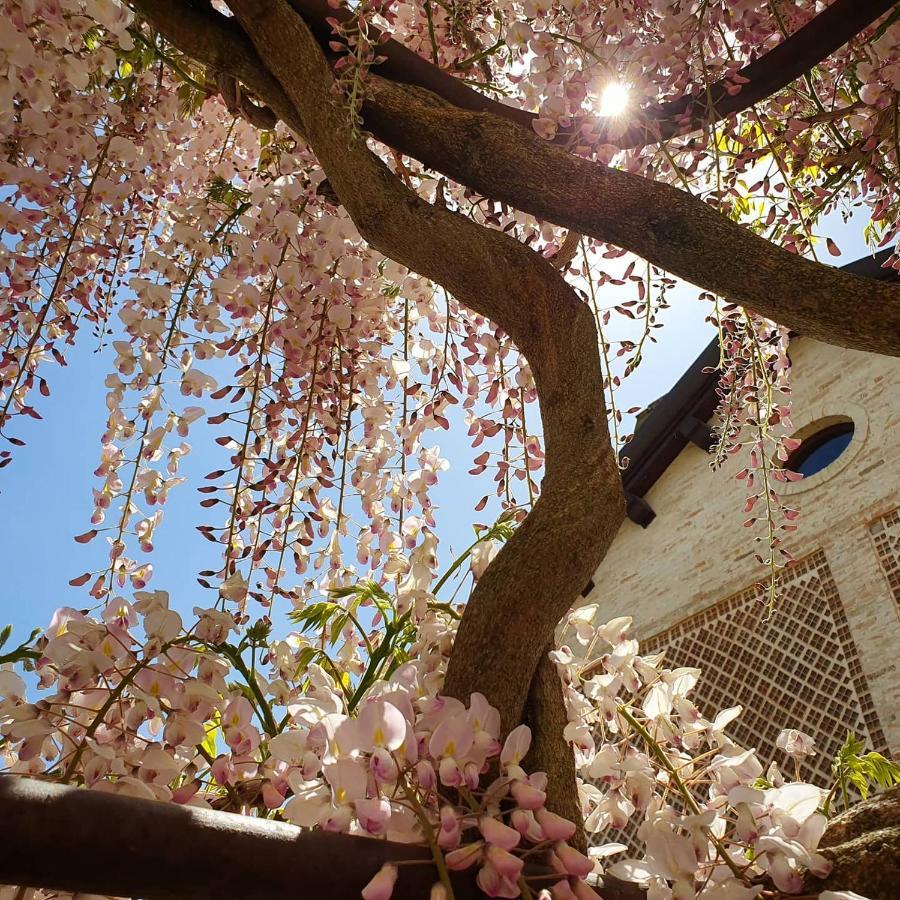 Agriturismo Il Vecchio Mandorlo Perugia Ngoại thất bức ảnh