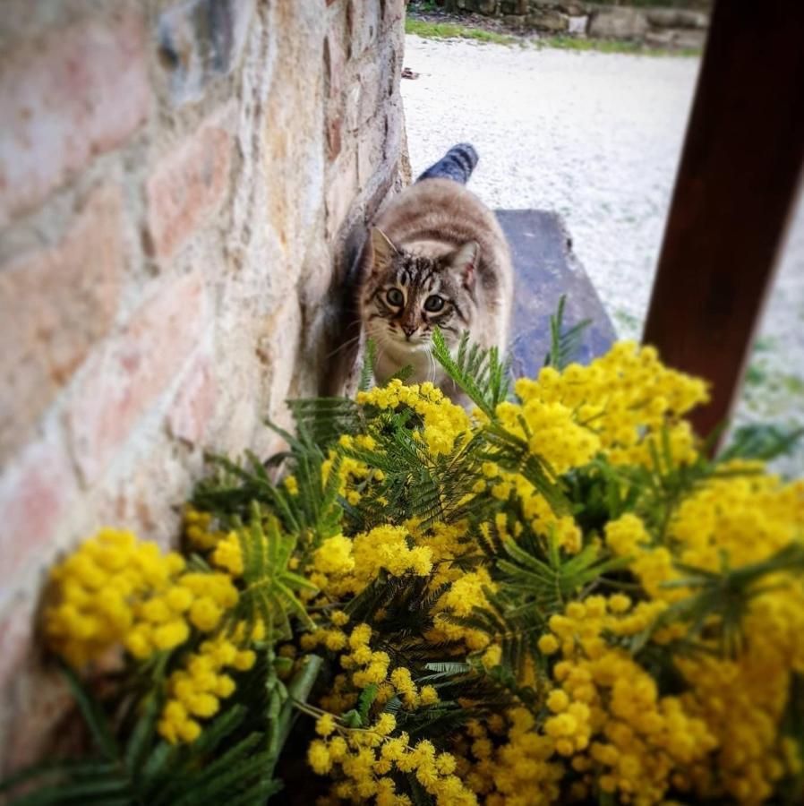 Agriturismo Il Vecchio Mandorlo Perugia Ngoại thất bức ảnh