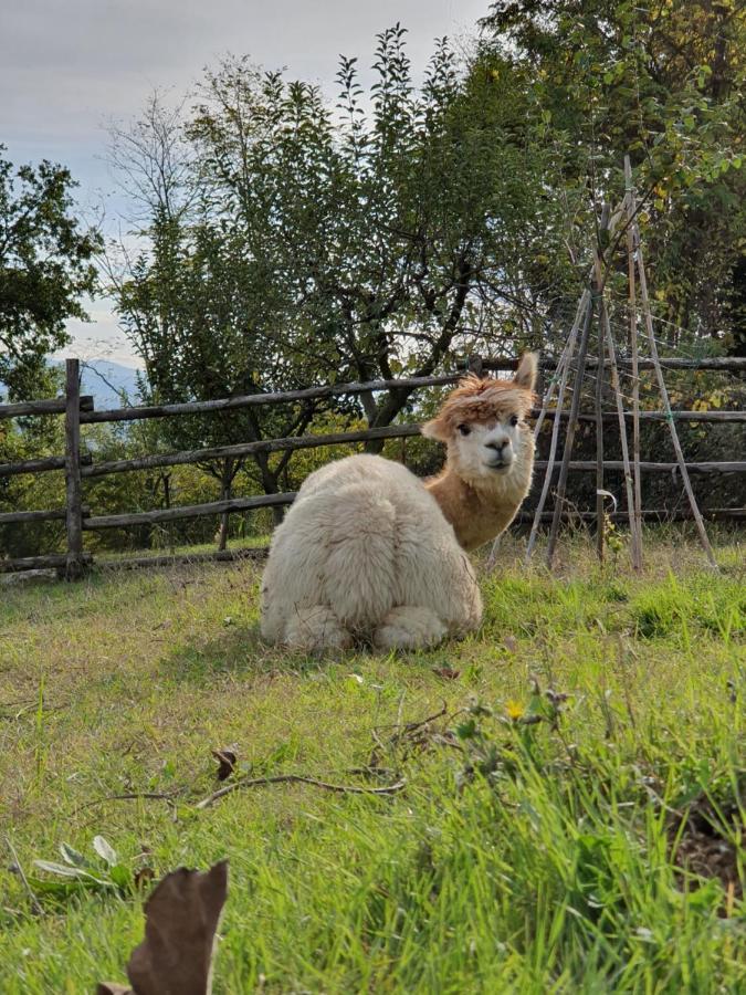 Agriturismo Il Vecchio Mandorlo Perugia Ngoại thất bức ảnh